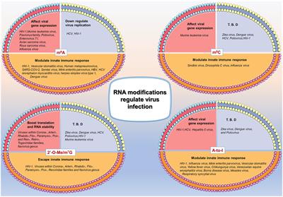The Emerging Role of RNA Modifications in the Regulation of Antiviral Innate Immunity